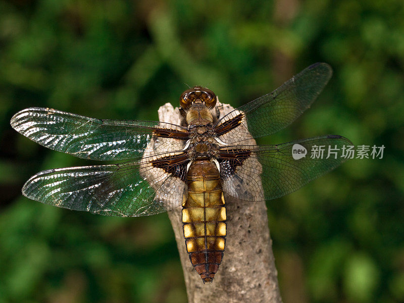 宽体追逐者(Libellula depressa)